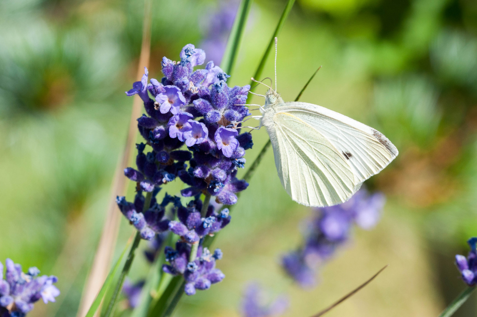 kurzer Besuch auf Lavendel