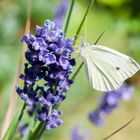 kurzer Besuch auf Lavendel