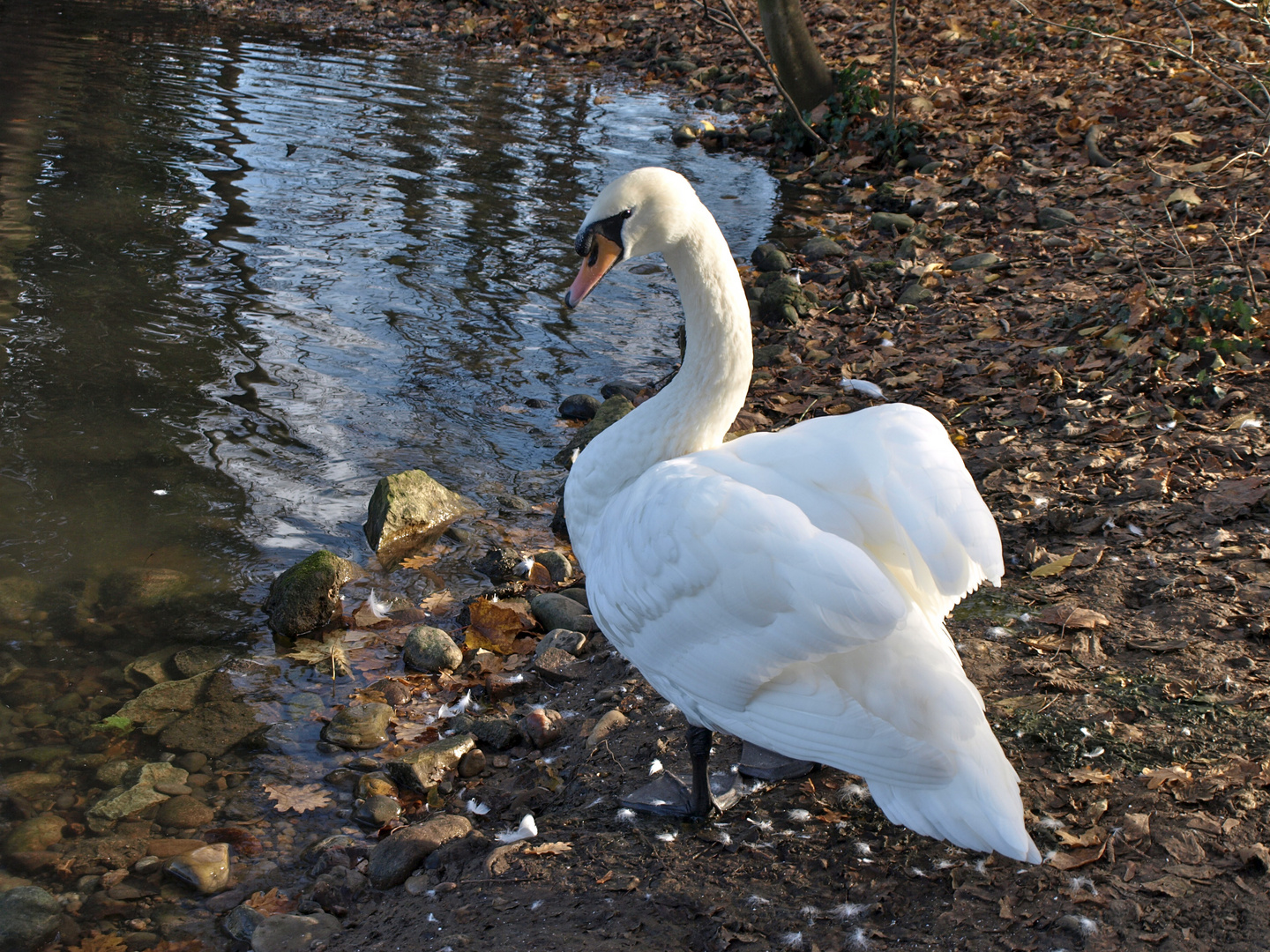 kurzer Besuch bei "meinem" Schwan