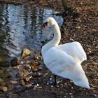 kurzer Besuch bei "meinem" Schwan