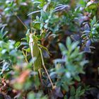 kurzer Besuch im Garten