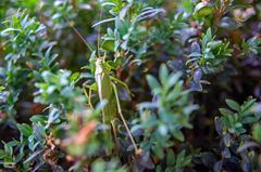 kurzer Besuch im Garten