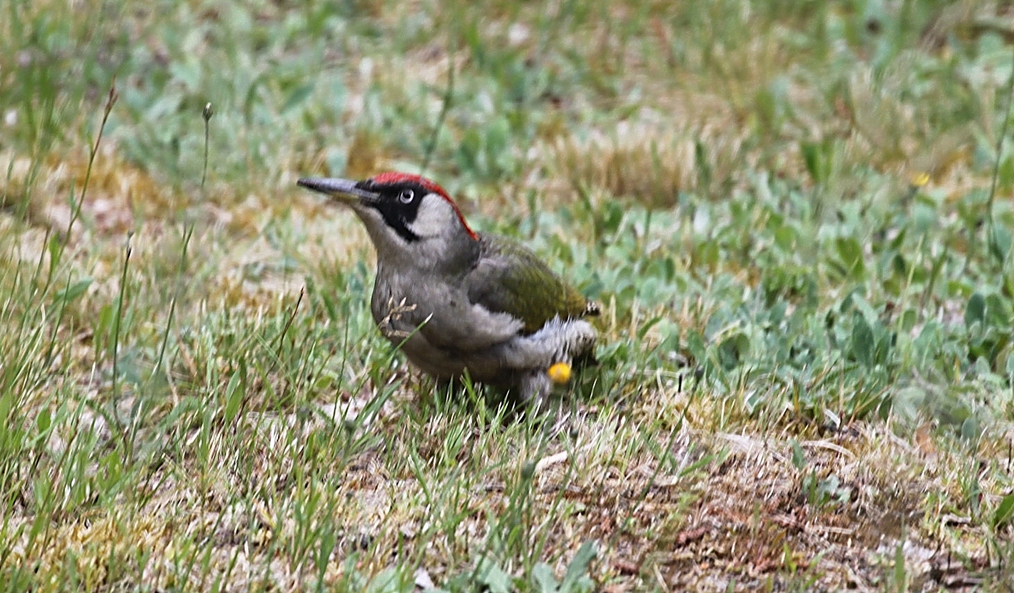 kurzer Besuch in meinem Garten