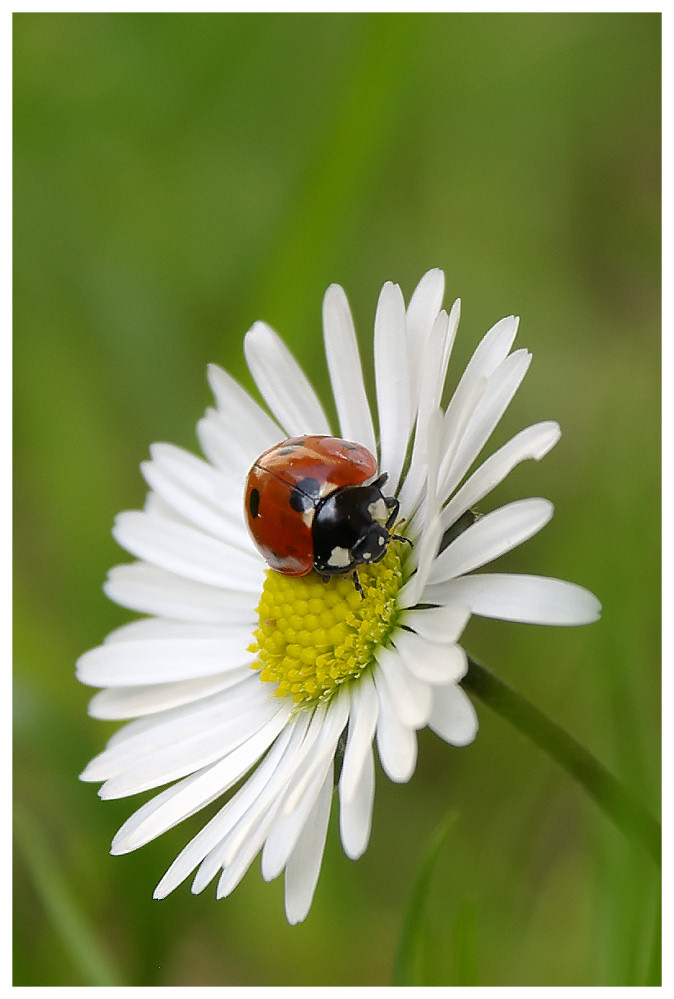 ... kurzer Besuch (Nr.2) ...