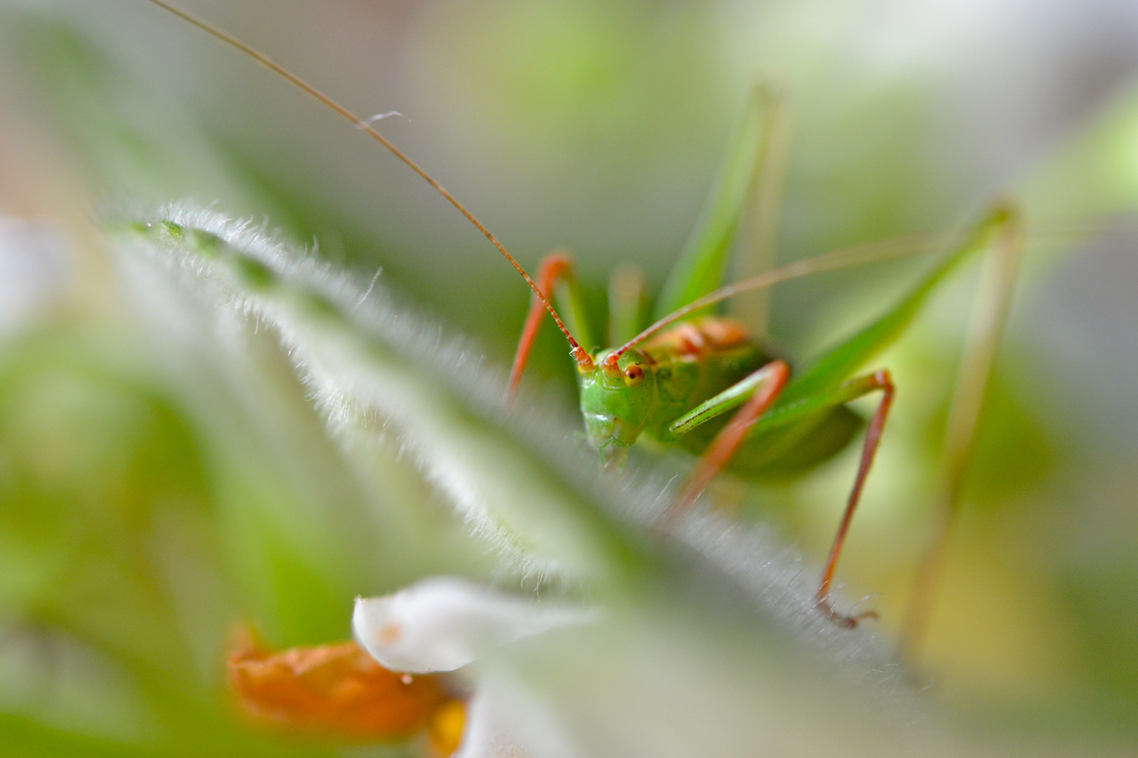 kurzer Besuch von draußen...