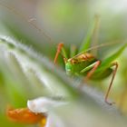 kurzer Besuch von draußen...