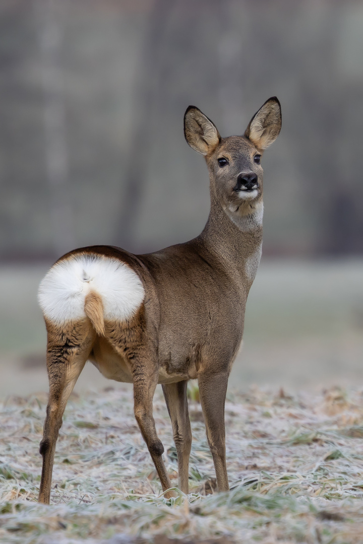 Kurzer Blick