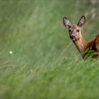 Kurzer Blick zurück