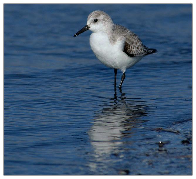 Kurzer Blickkontakt mit einem Sanderling