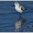 Kurzer Blickkontakt mit einem Sanderling