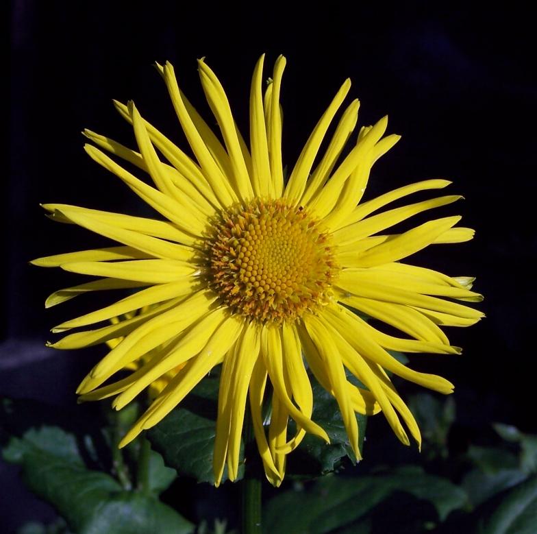 ....kurzer Blumengruß aus meinem Garten