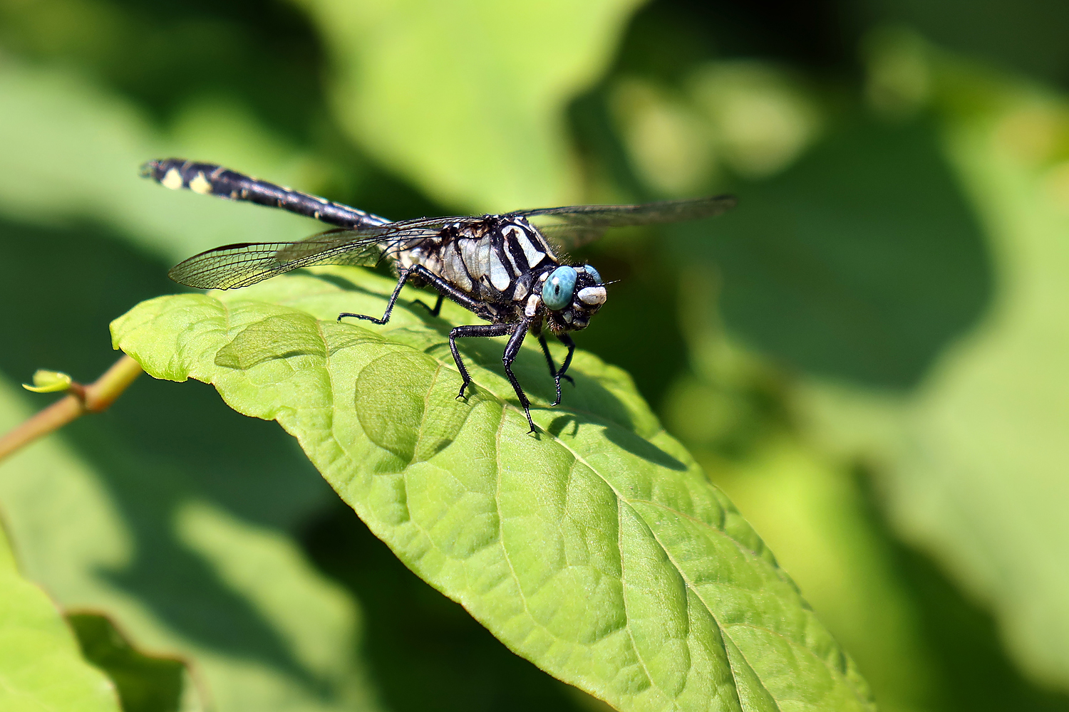 Kurzer Flugstopp einer Libelle