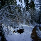 Kurzer, früher Winter im Nordschwarzwald bei Schönmünzach