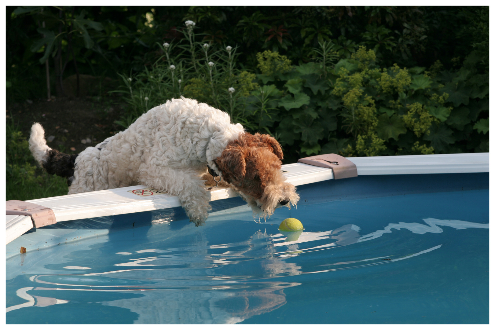 Kurzer Hals und Wasserscheu...