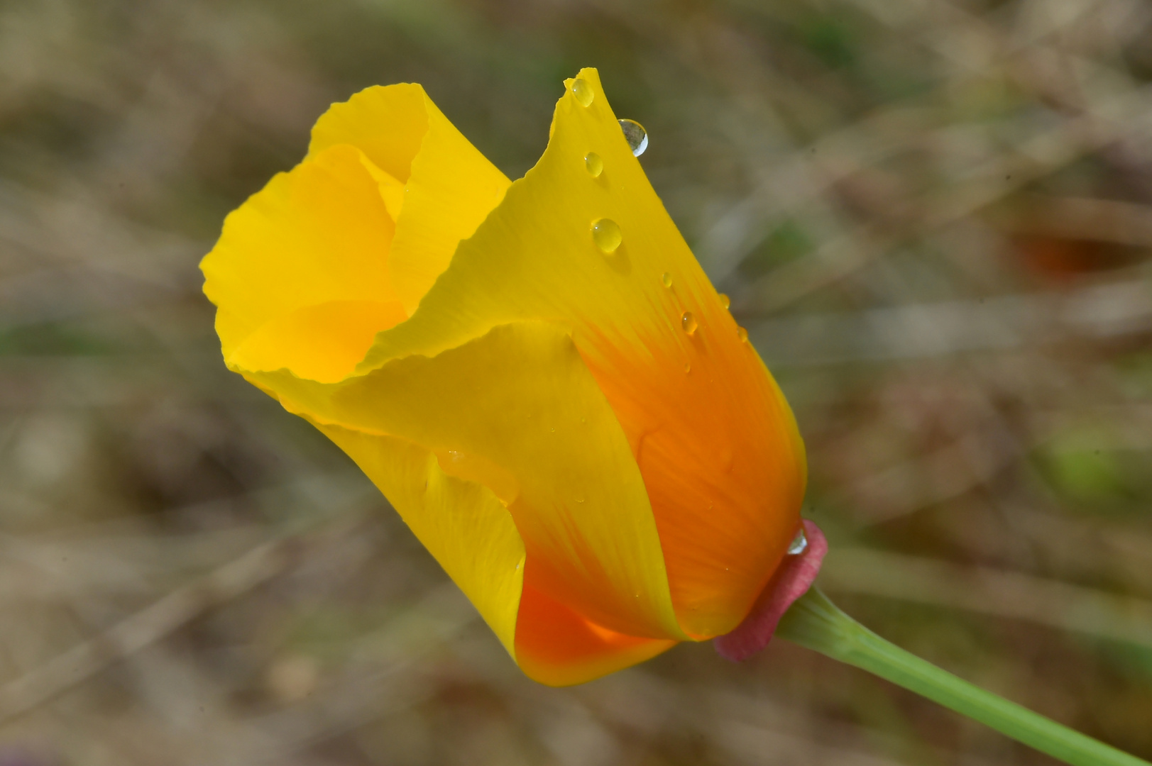 Kurzer Regenschauer