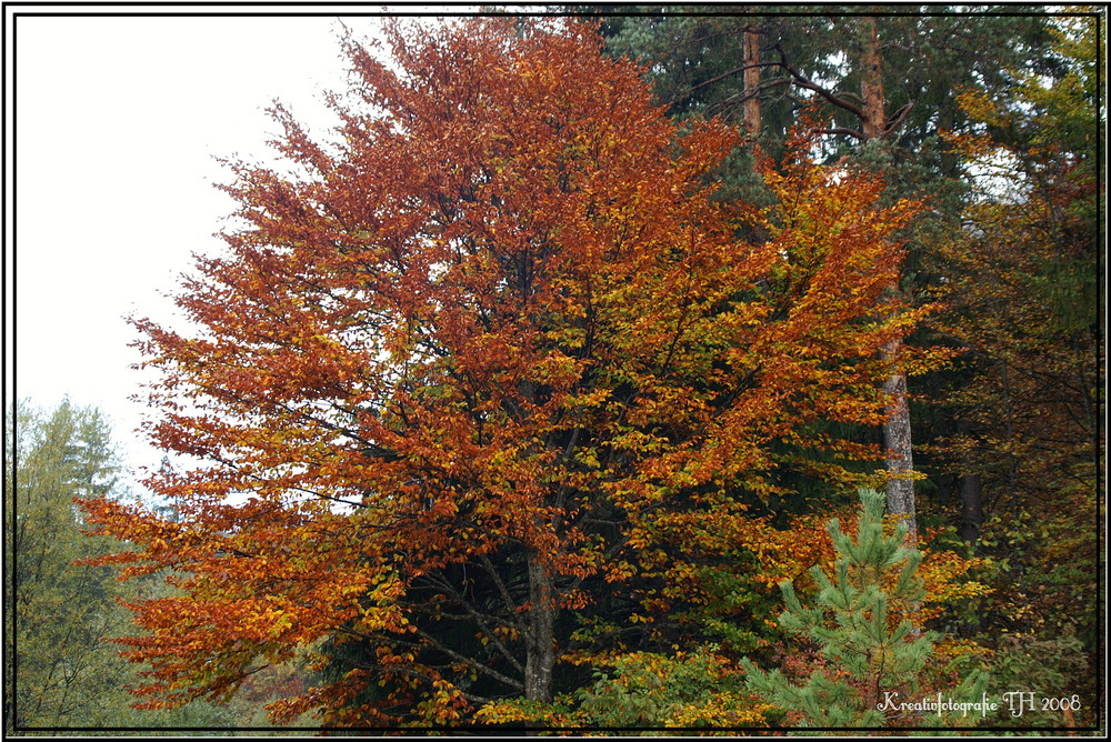 Kurzer Rückblick auf den Herbst !