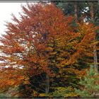 Kurzer Rückblick auf den Herbst !