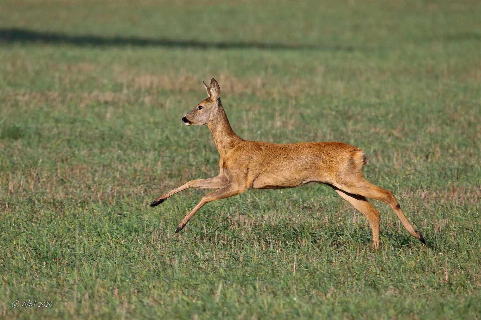 Kurzer Sprint