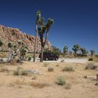 Kurzer Stop im Joshua Tree NP