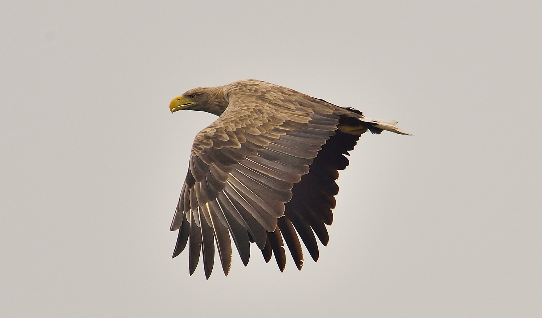 Kurzer "Vorbeiflug" an einem grauen Novembertag!