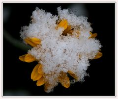 kurzer Winter in meinem Garten