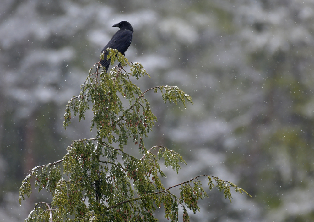 Kurzer Wintereinbruch im Weiltal 02