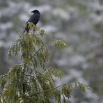 Kurzer Wintereinbruch im Weiltal 02