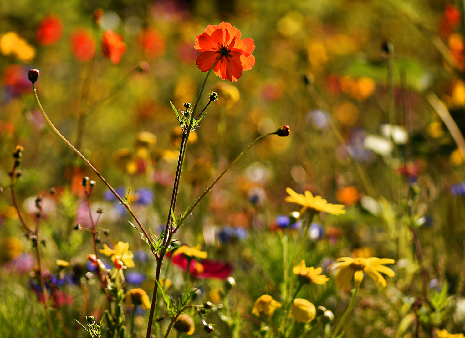 Kurzes (blumensonniges) Lebenszeichen