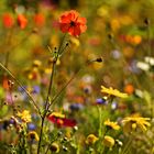 Kurzes (blumensonniges) Lebenszeichen