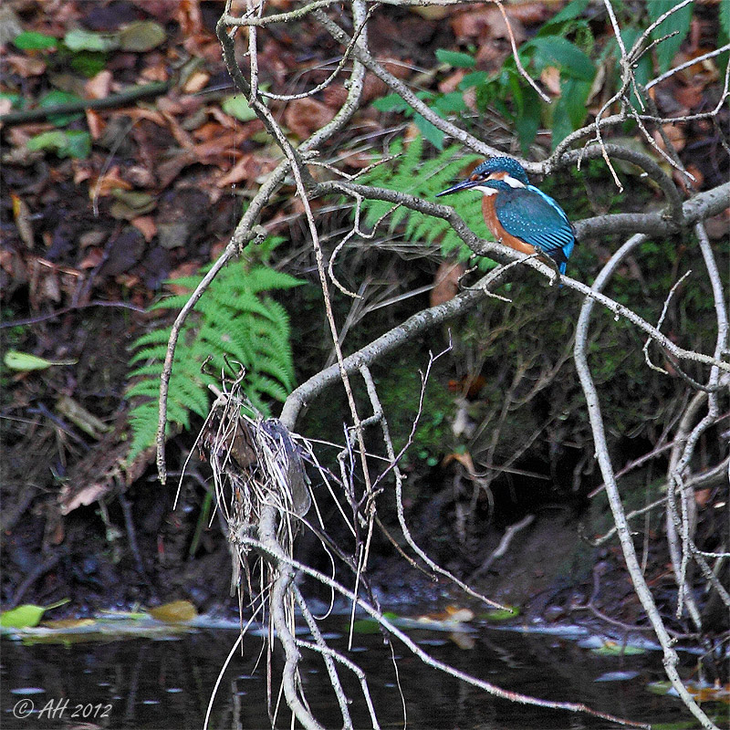 Kurzes Date mit dem Kingfisher