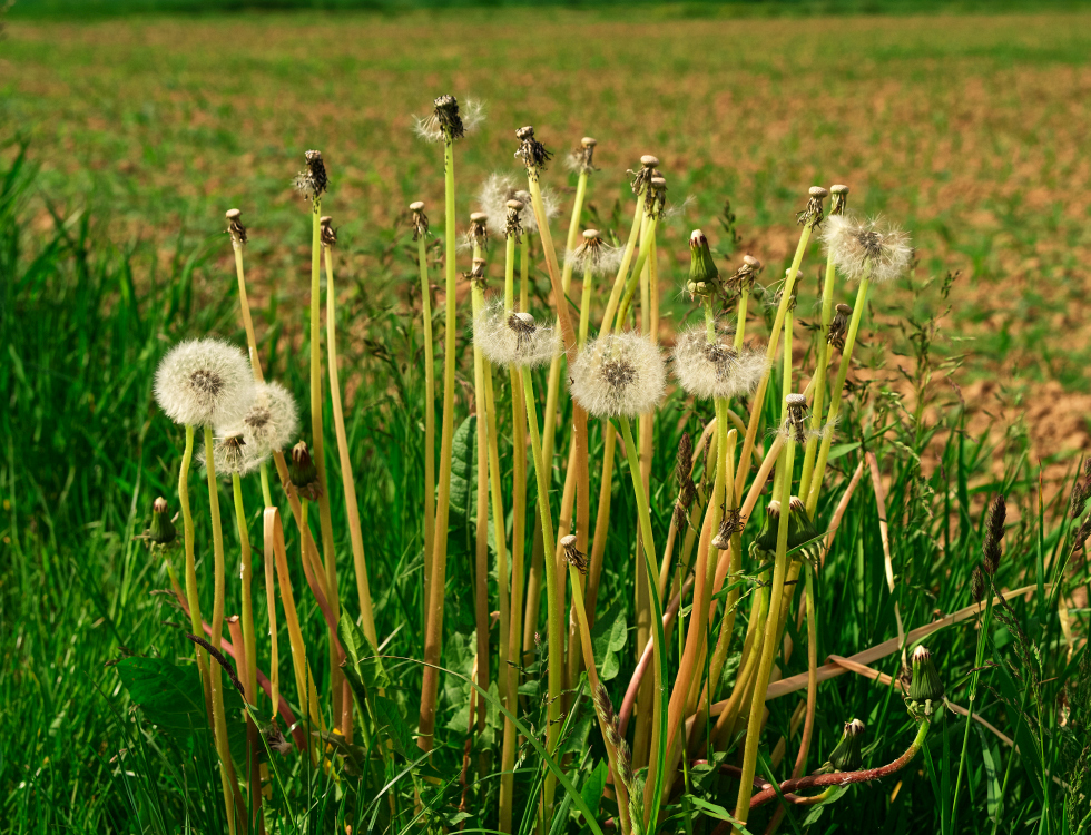 kurzes Glück am Wegesrand Foto & Bild pflanzen, pilze & flechten