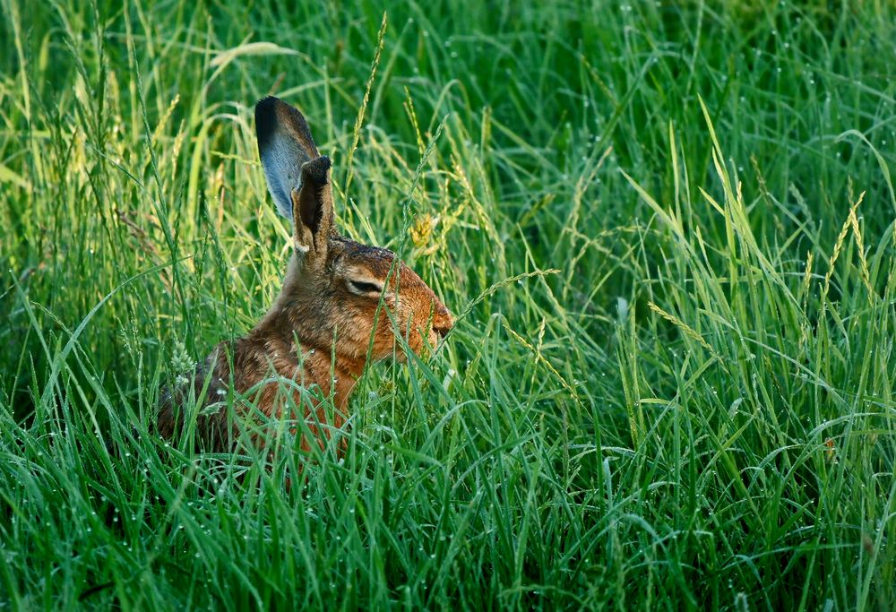 "KURZES NICKERCHEN" - das tut auch Hasi gut