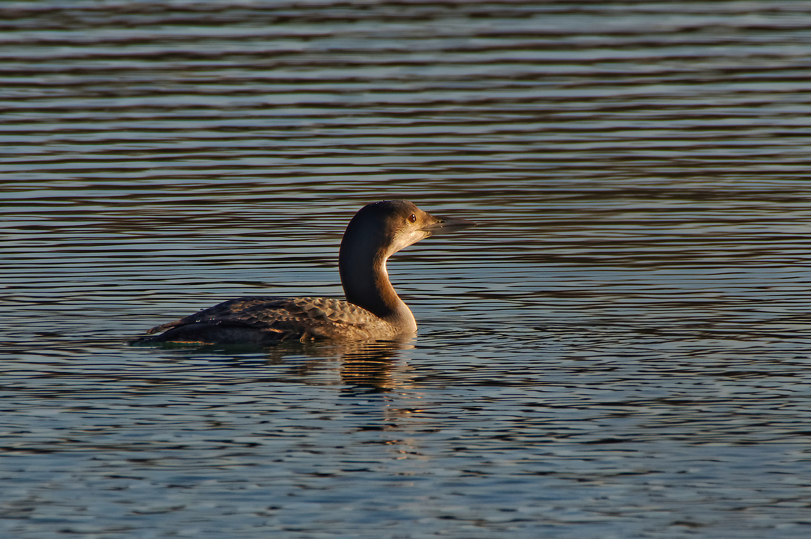 Kurzes Vergnügen II