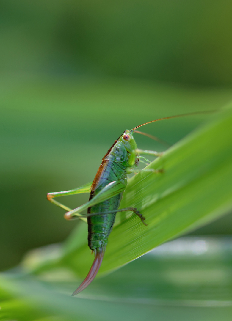 Kurzflügelige Schwertschrecke (Conocephalus dorsalis), short winged conehead