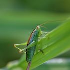 Kurzflügelige Schwertschrecke (Conocephalus dorsalis), short winged conehead