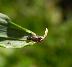 Kurzflügelkäfer Omalium rivulare