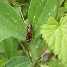 Kurzflügelkäfer Platydracus stercorarius