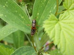 Kurzflügelkäfer Platydracus stercorarius