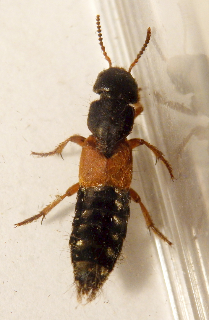 Kurzflügelkäfer Platydracus stercorarius