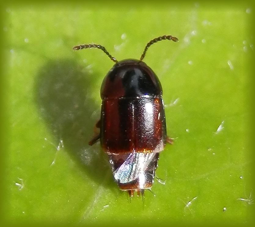 Kurzflügelkäfer (Tachinus sp.)