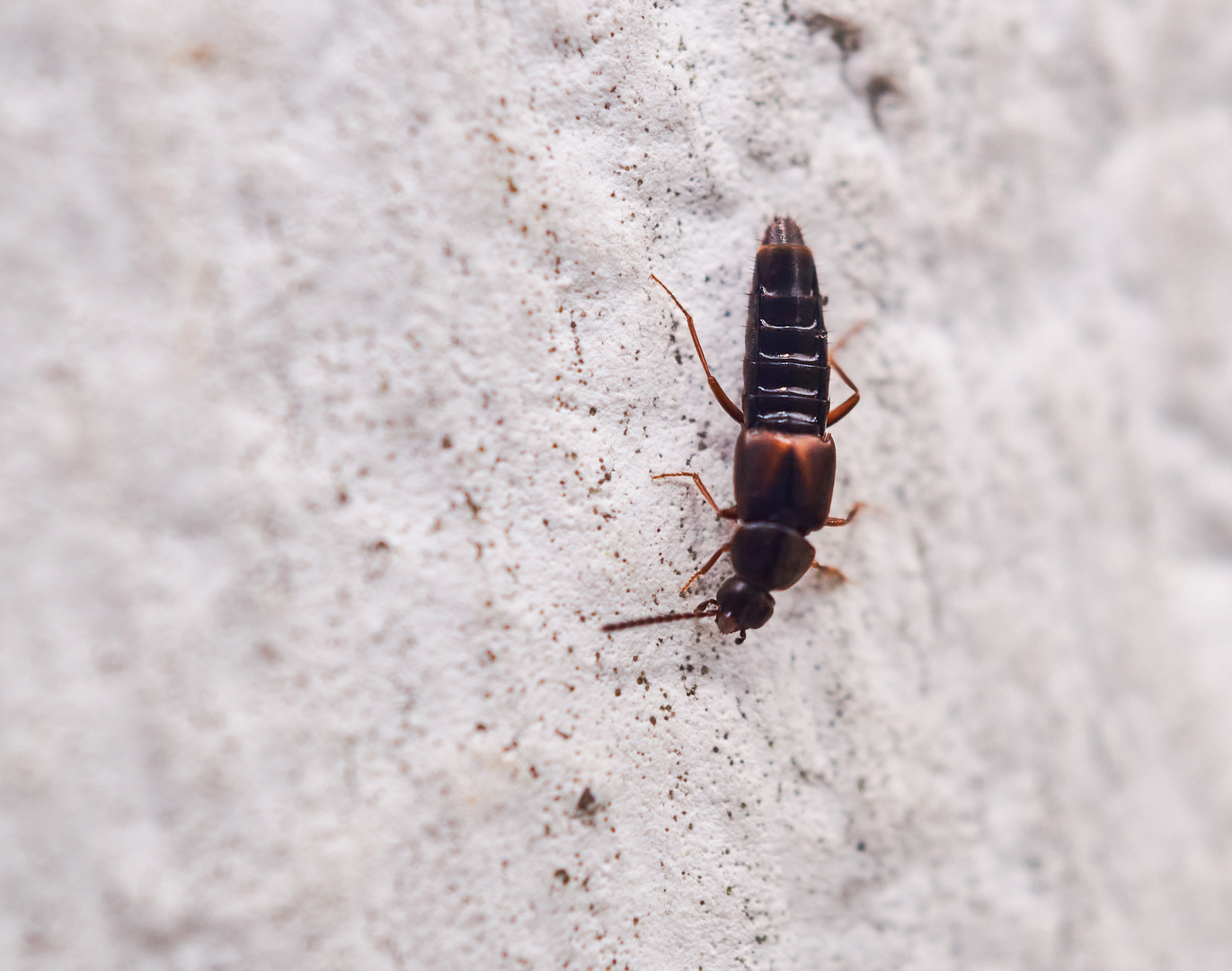 Kurzflügler (Aleocharinae sp.)