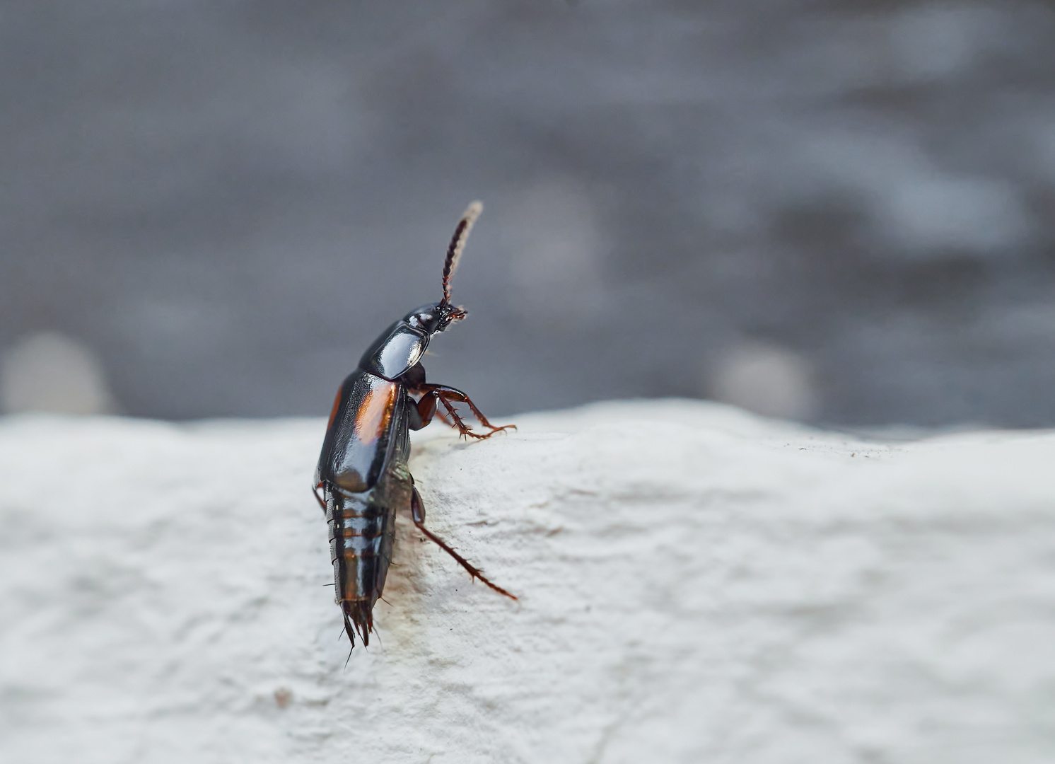 Kurzflügler (Tachinus subterraneus)