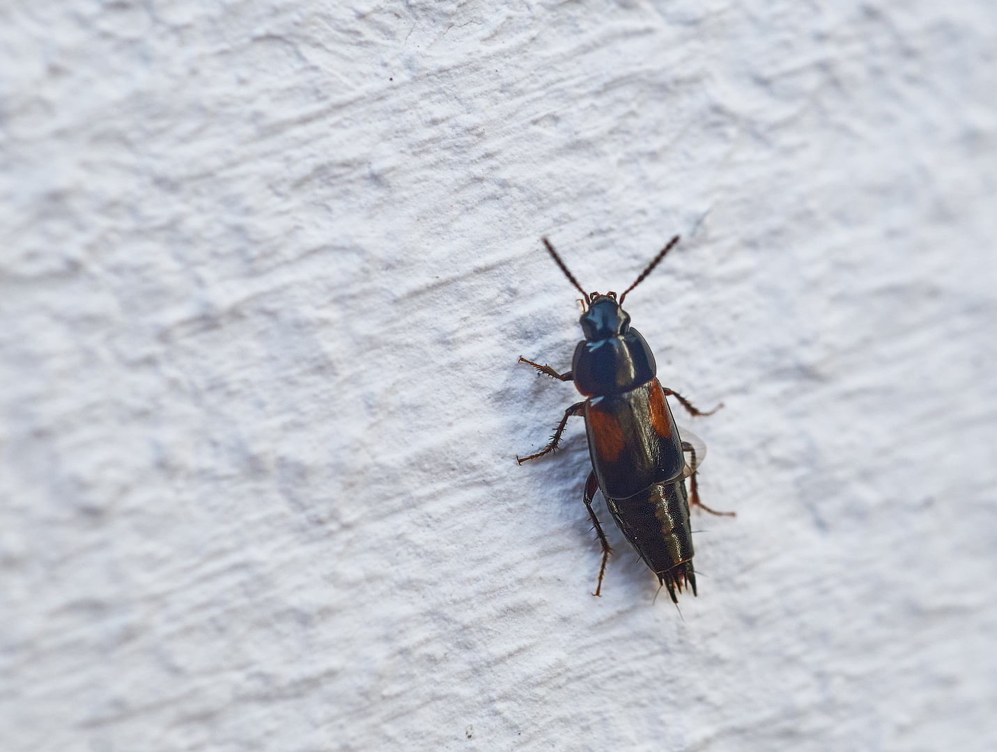 Kurzflügler (Tachinus subterraneus)