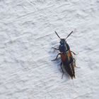 Kurzflügler (Tachinus subterraneus)