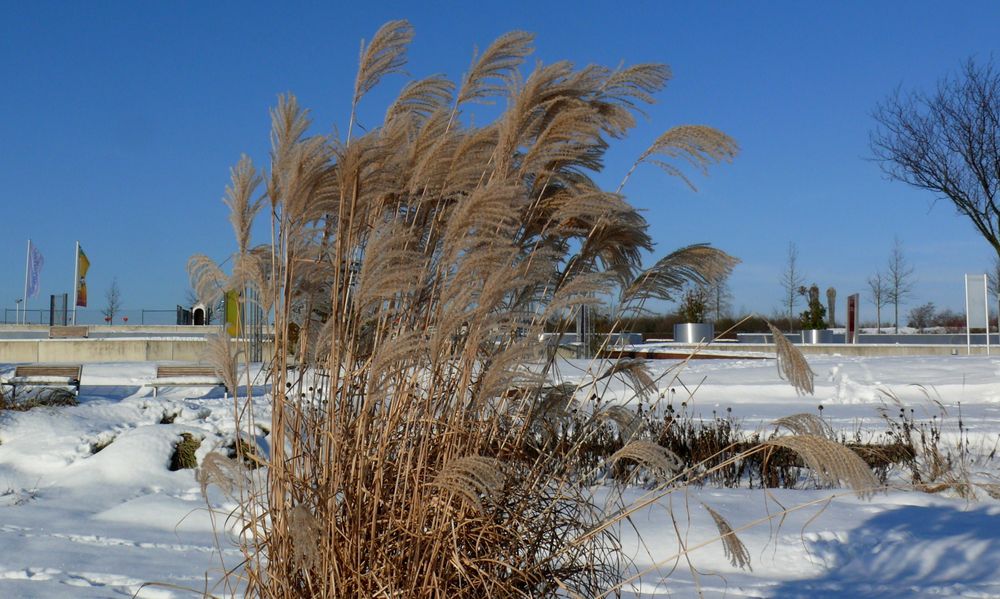 Kurzfristige Winterstimmung im Neulandpark von Leverkusen