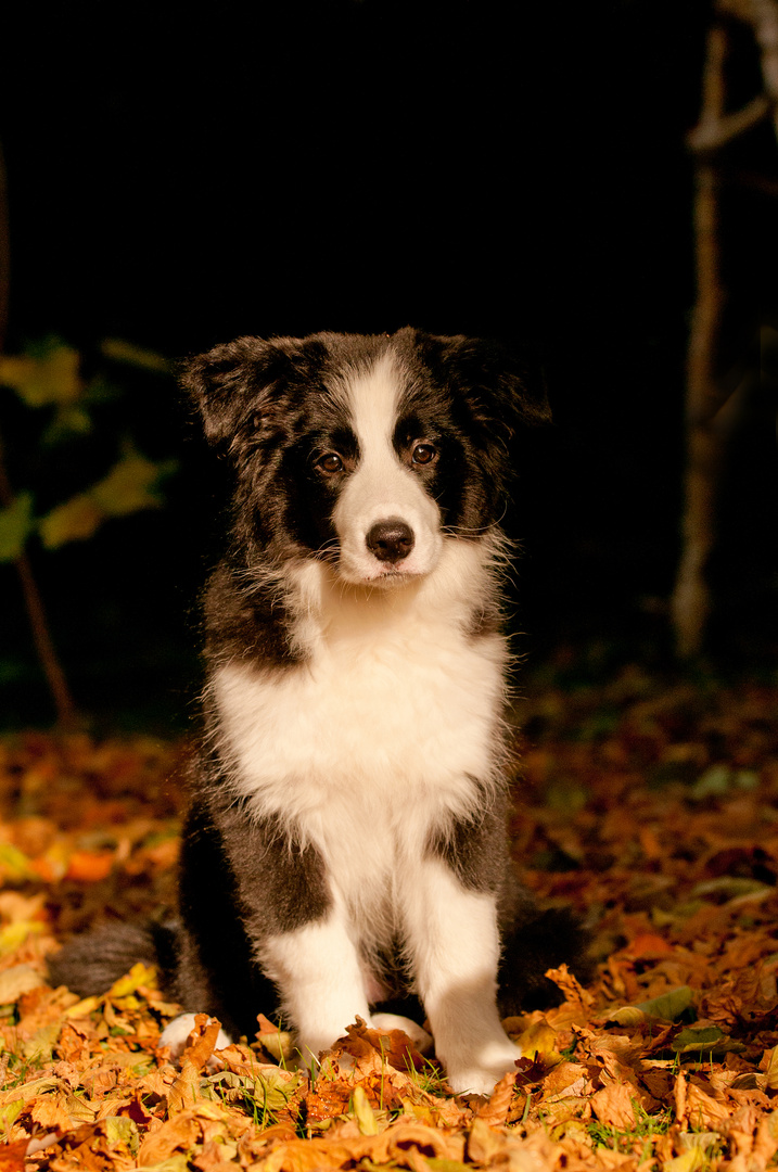 Kurzfristiger Besuch des Herbstes