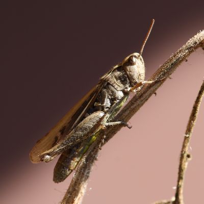 Kurzfühlerschrecke