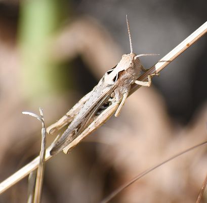 Kurzfühlerschrecke (Caelifera).