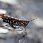 Kurzfühlerschrecke geniesst die letzten wärmenden Sonnenstrahlen! - Le Criquet en novembre...