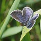 Kurzgeschwänzter Bläuling (Cupido argiades), Weibchen